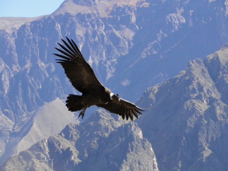 Cóndor de los andes Considerada una de las aves más grande del mundo y símbolo nacional de países como Estados unidos. La piel del cóndor es vendida por 25 dólares  